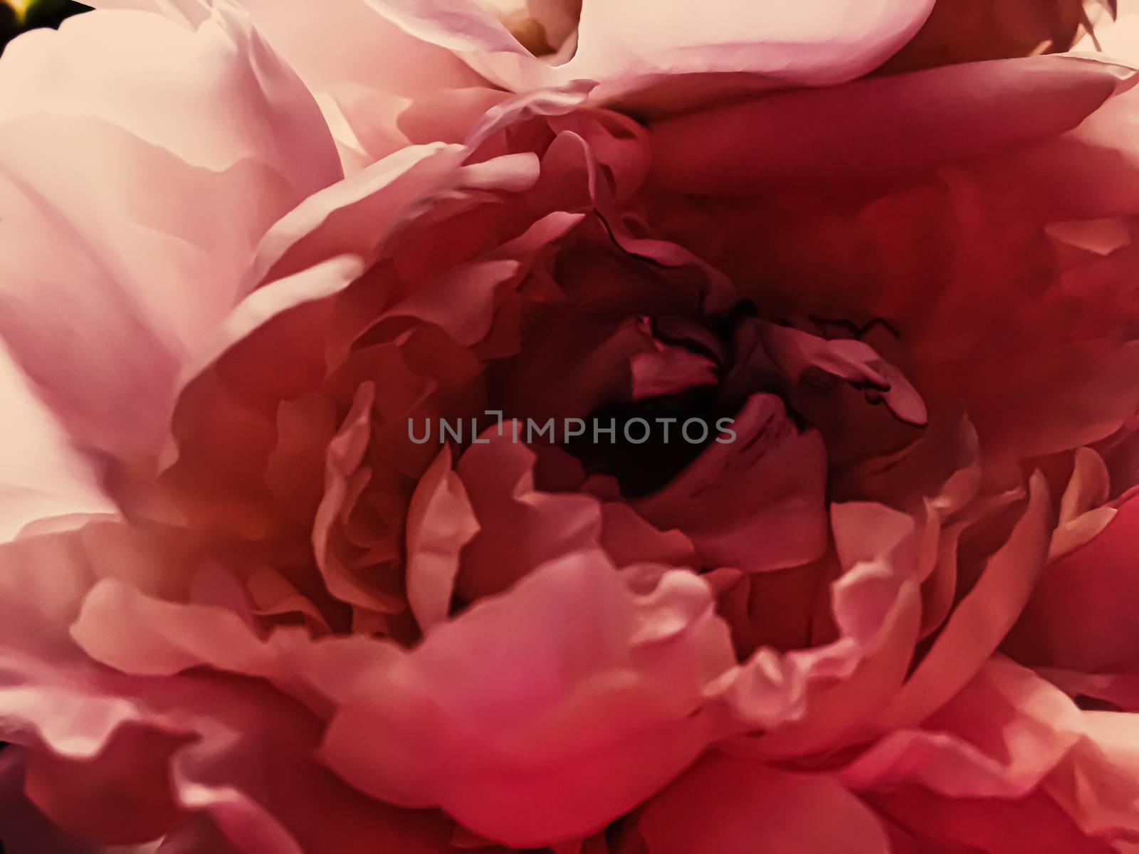 Red peony flower as abstract floral background for holiday branding by Anneleven