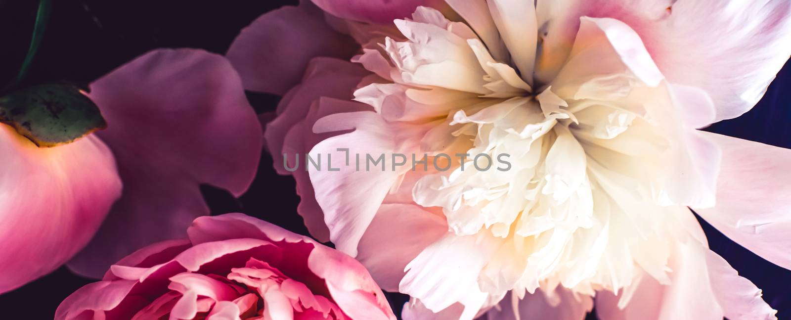 Pink peony flowers as floral art background, botanical flatlay and luxury branding by Anneleven