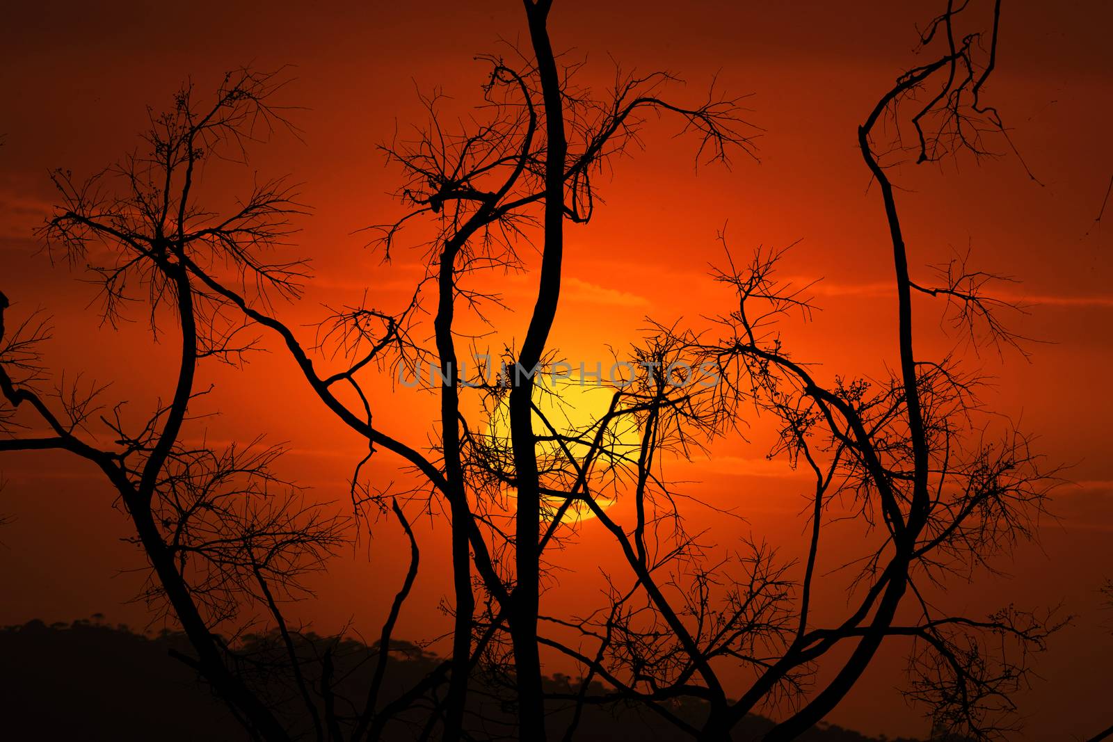 Burnt and blackened branches after bush fires in Australia by lovleah