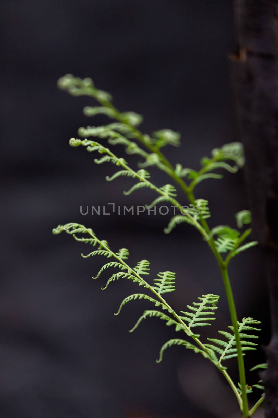 A young fern sprouts from the ashes of a bush fire in Australia.  Selective focus