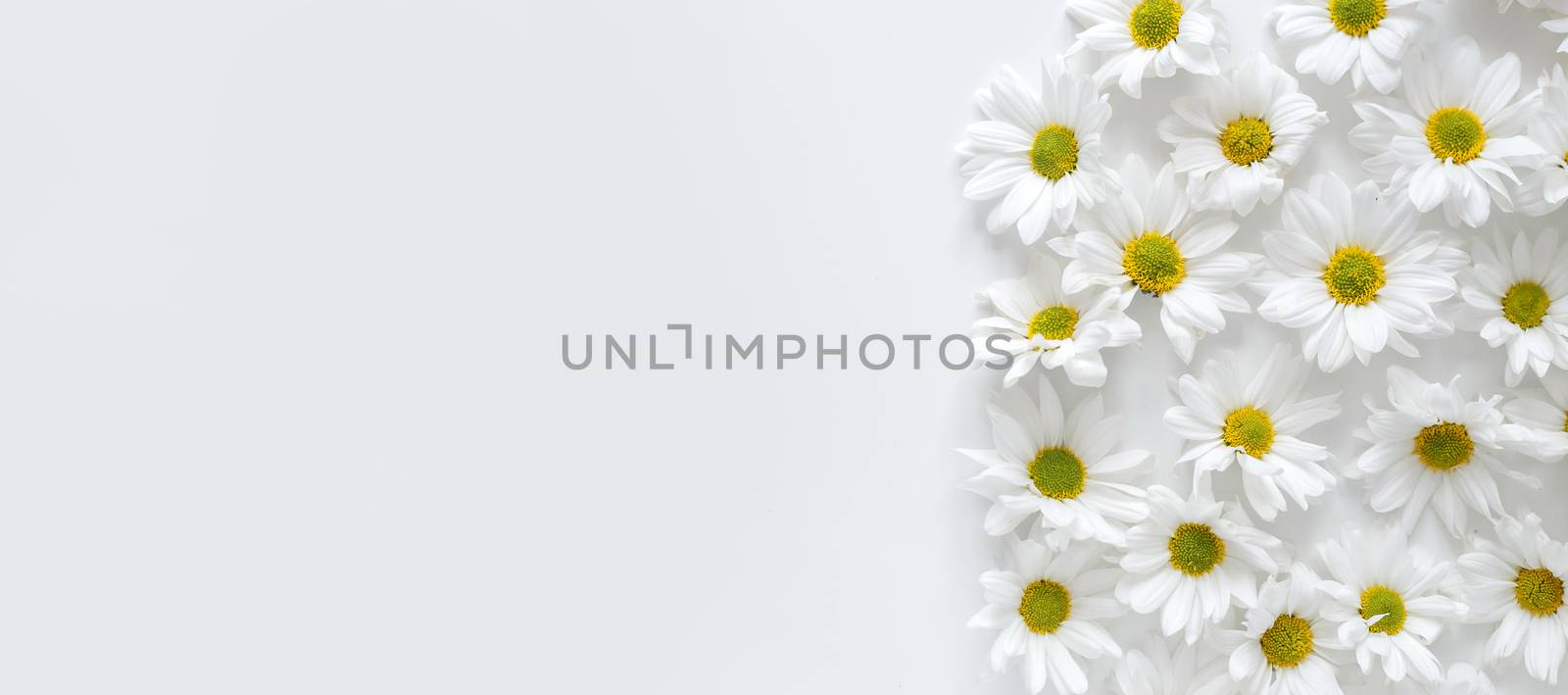 Floral background. Flat lay spring and summer daisy flowers with copy space. Flat lay