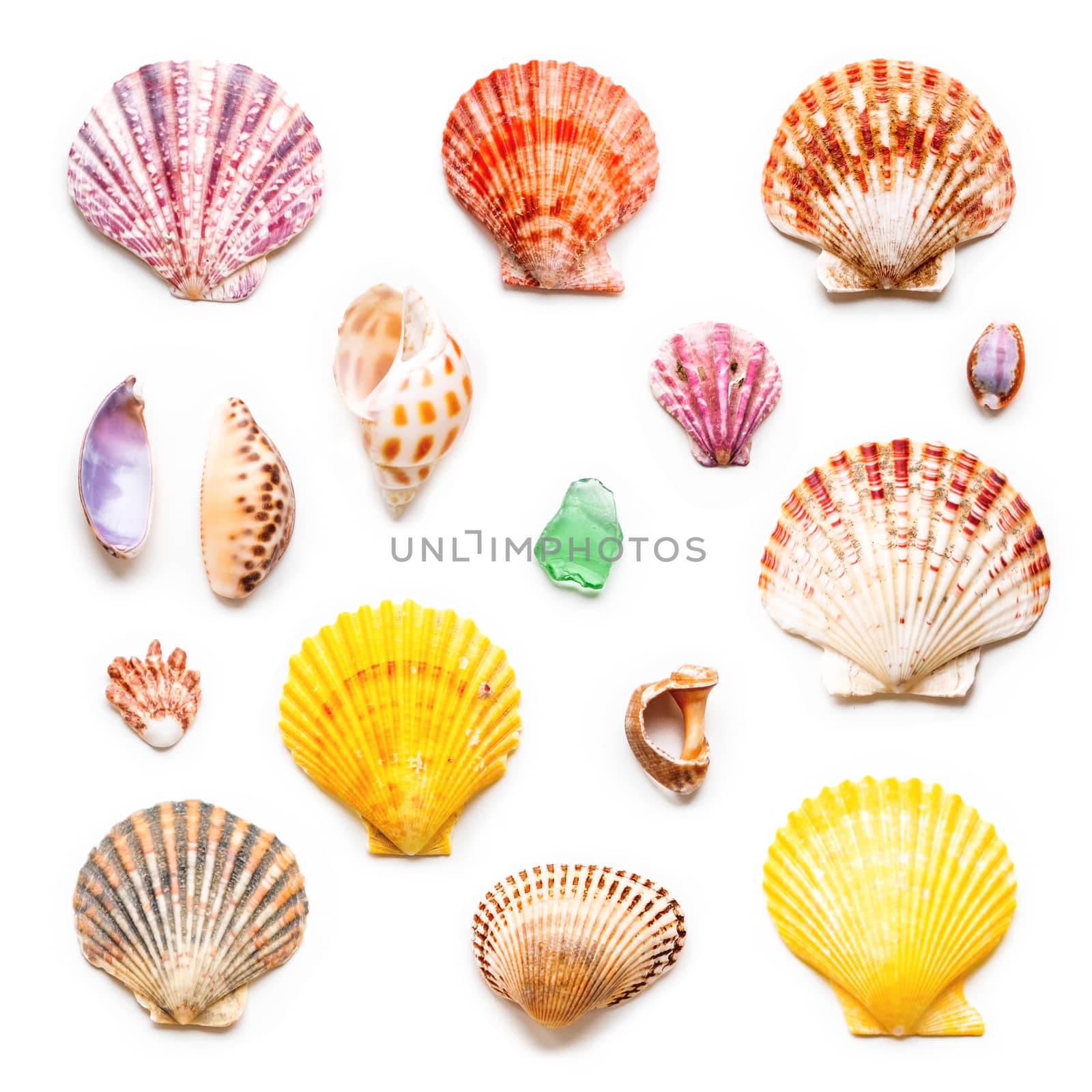 Top view on different sea shells. Flat lay with colorful mollusc by aksenovko