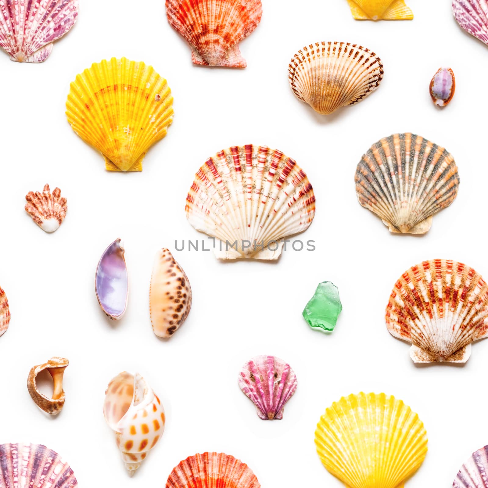 Seamless photo pattern with different sea shells. Flat lay with by aksenovko