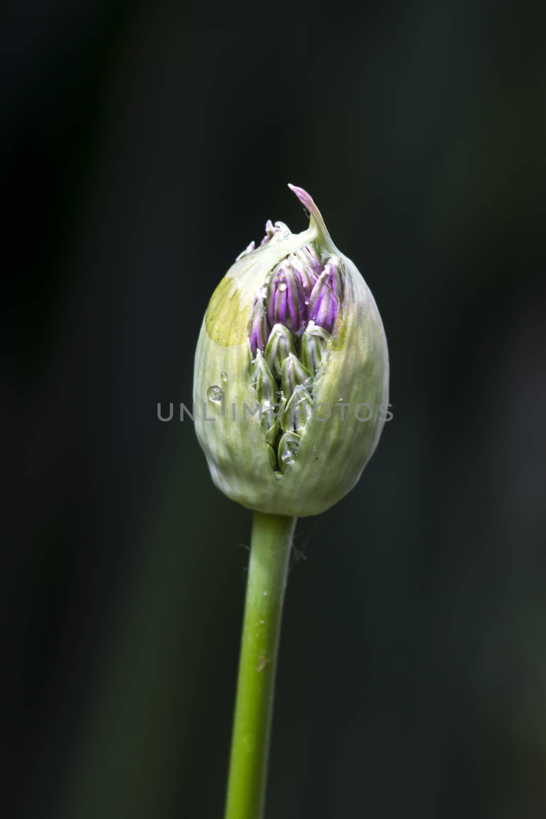 The giant ornamental onion (Allium giganteum) spring buds.