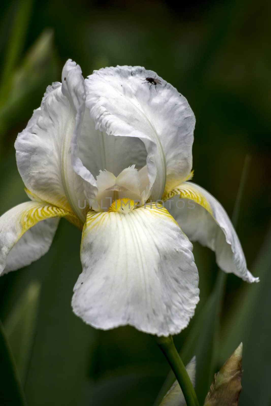 The spring garden ornament in the iris flower.