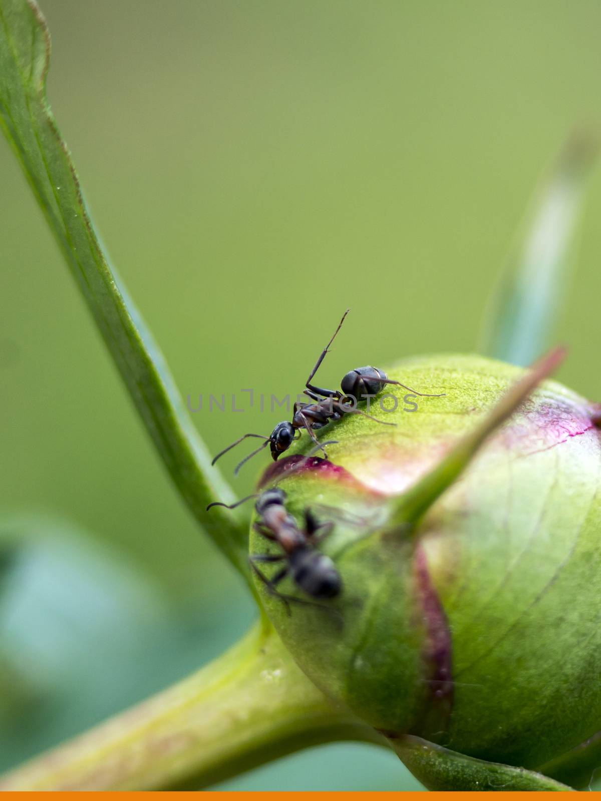 The Ant  (Formica rufa) on roses in the garden.