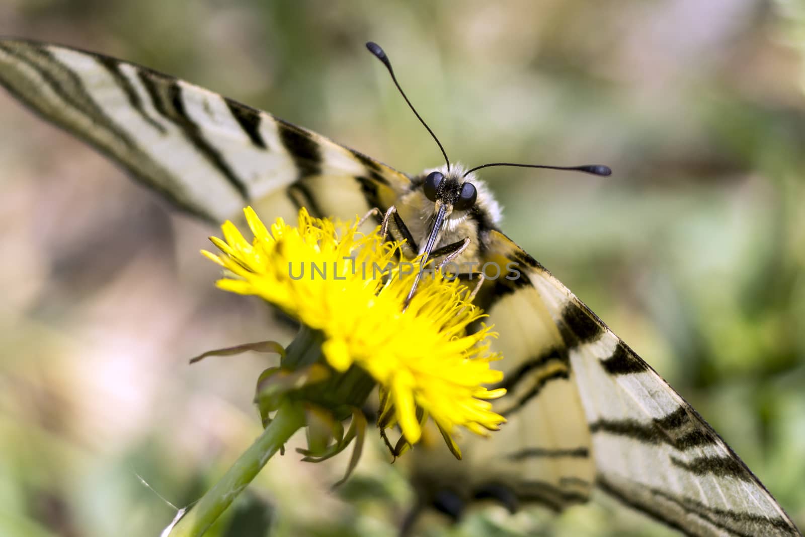 Butterfly sword (Iphiclides podalirius) by dadalia