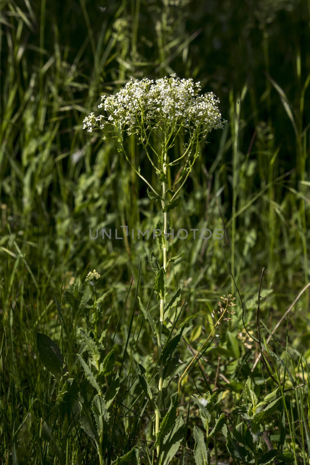 Roadside cress  ( Lepidium draba L. ) by dadalia