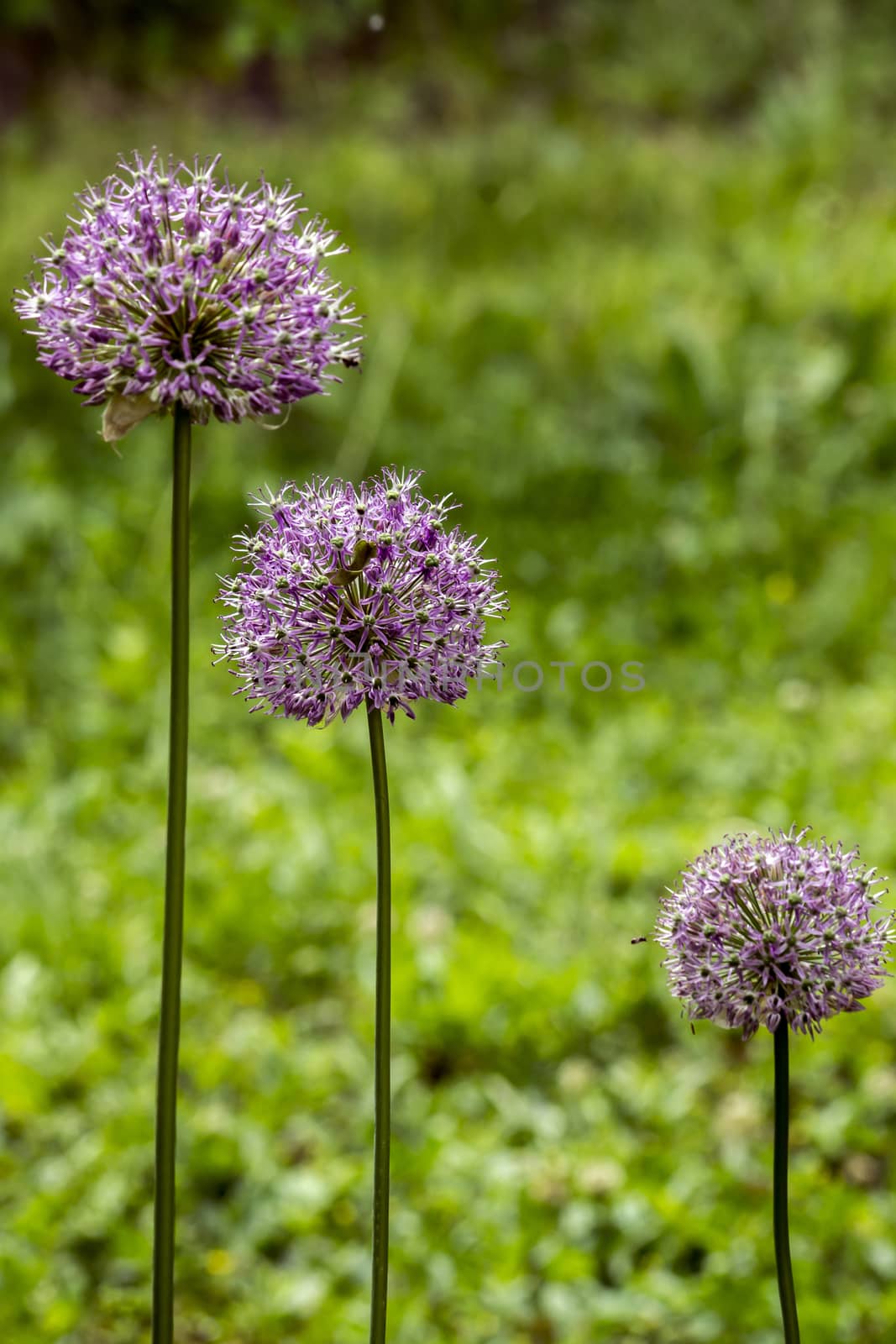 The giant ornamental onion (Allium giganteum) spring buds.