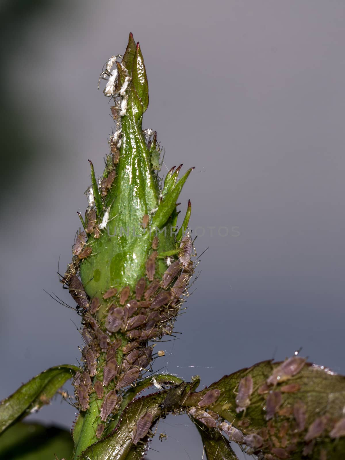 The Aphids  (Macrosiphum rosae) on roses in the garden.