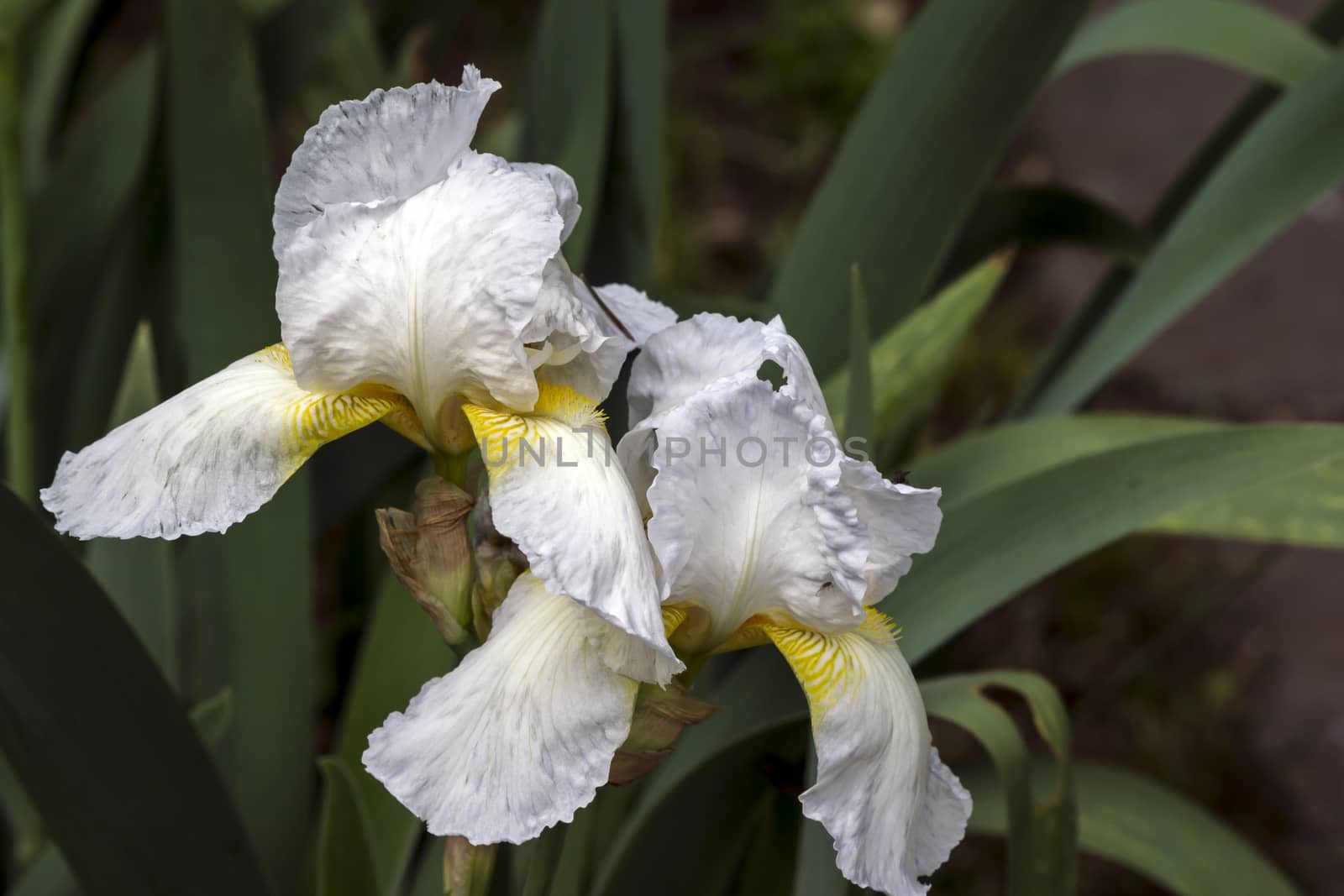 The Iris ( írisz) flower. by dadalia