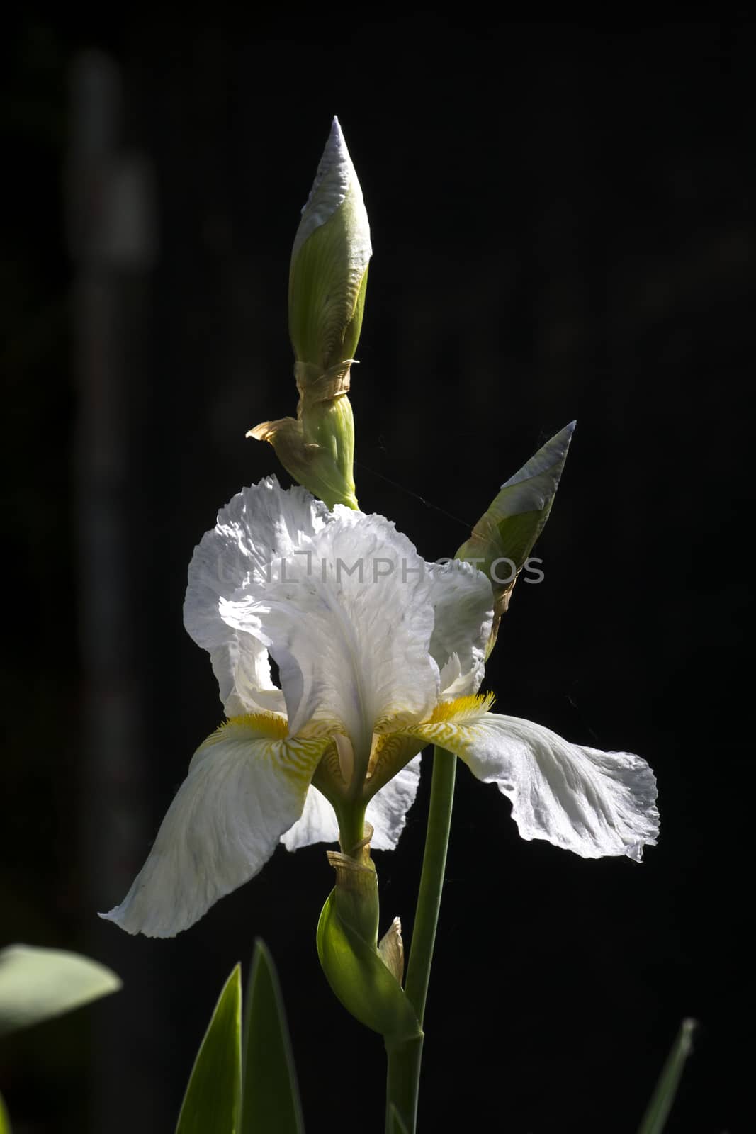 The spring garden ornament in the iris flower.