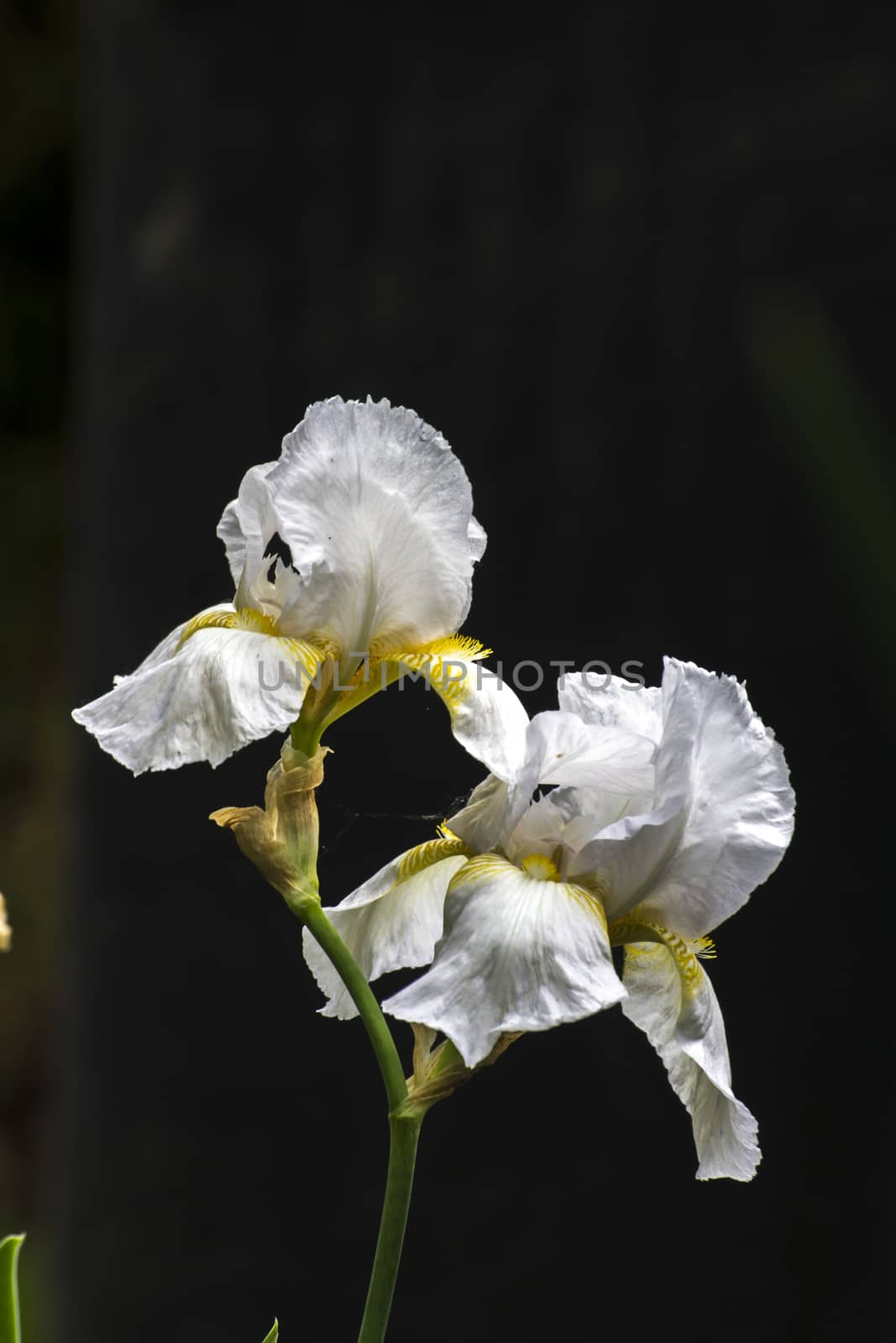 The spring garden ornament in the iris flower.