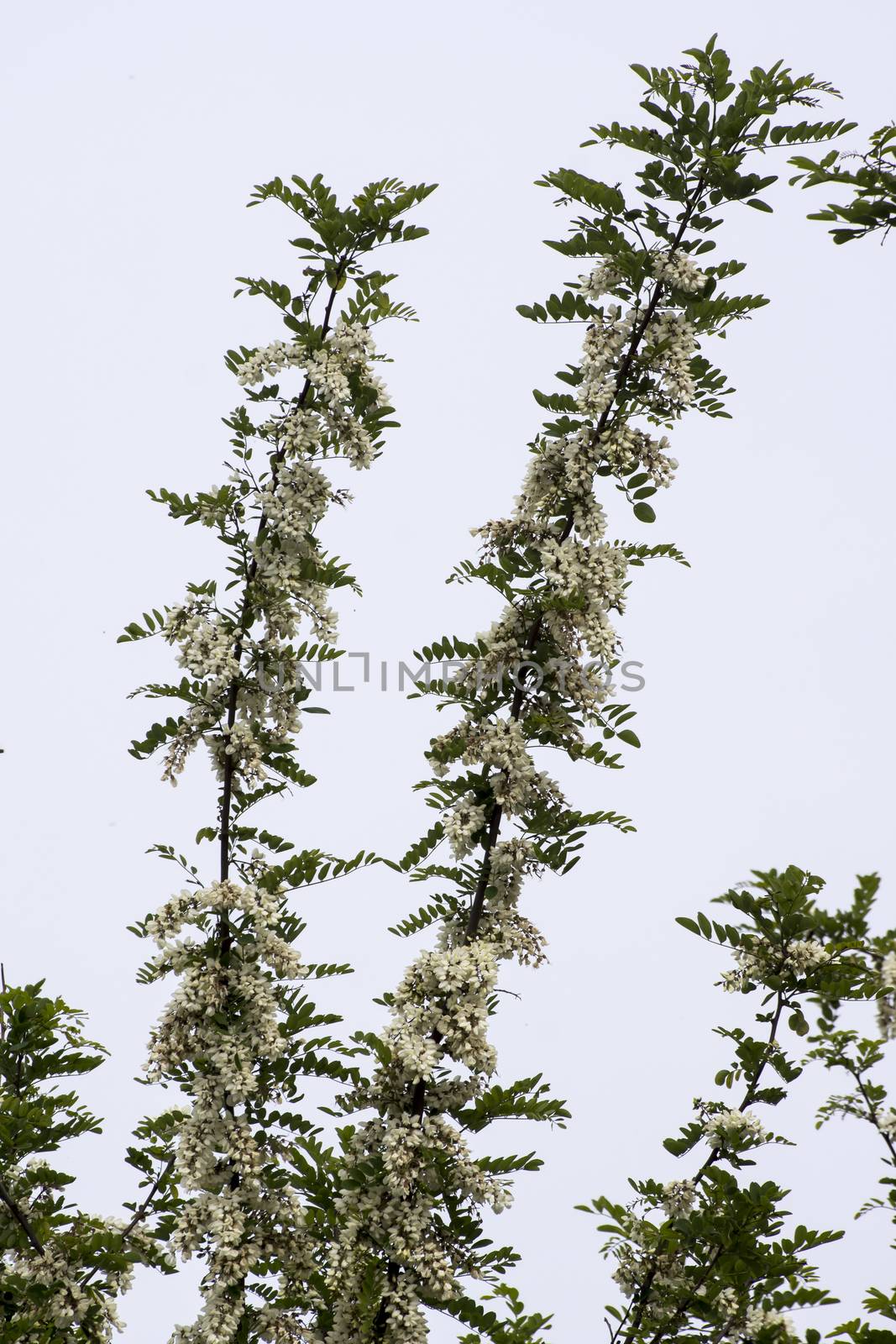 The strong aroma of white acacia flowers.