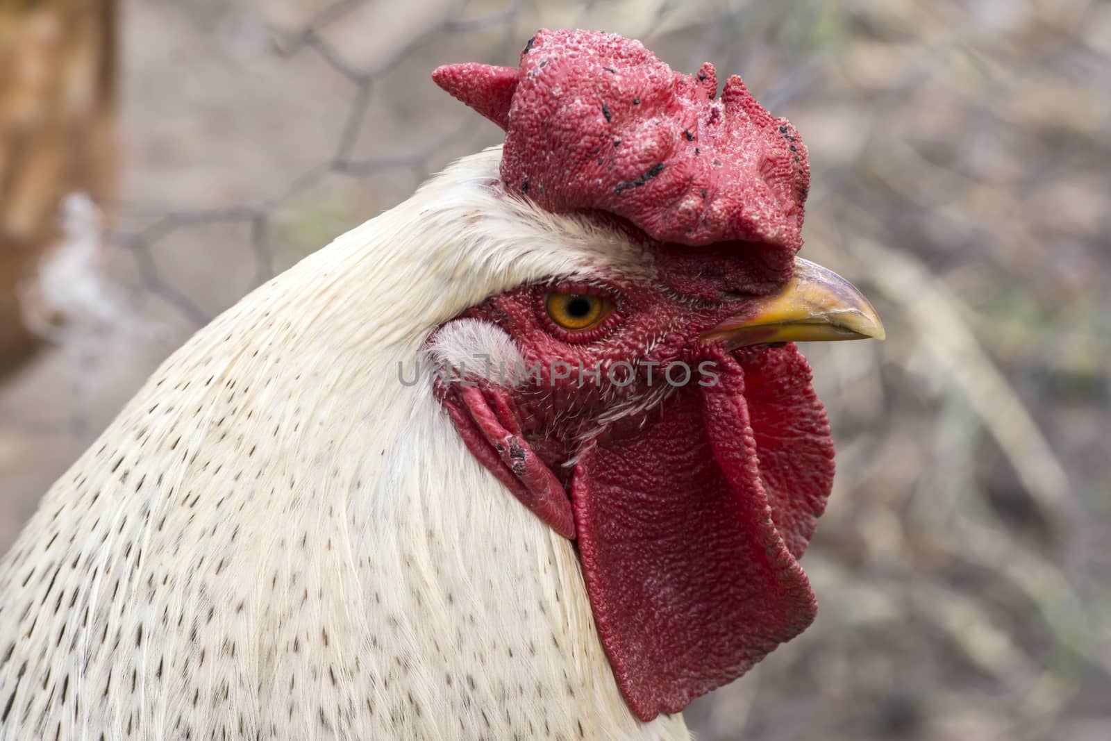  the big white cock ruler of the yard.