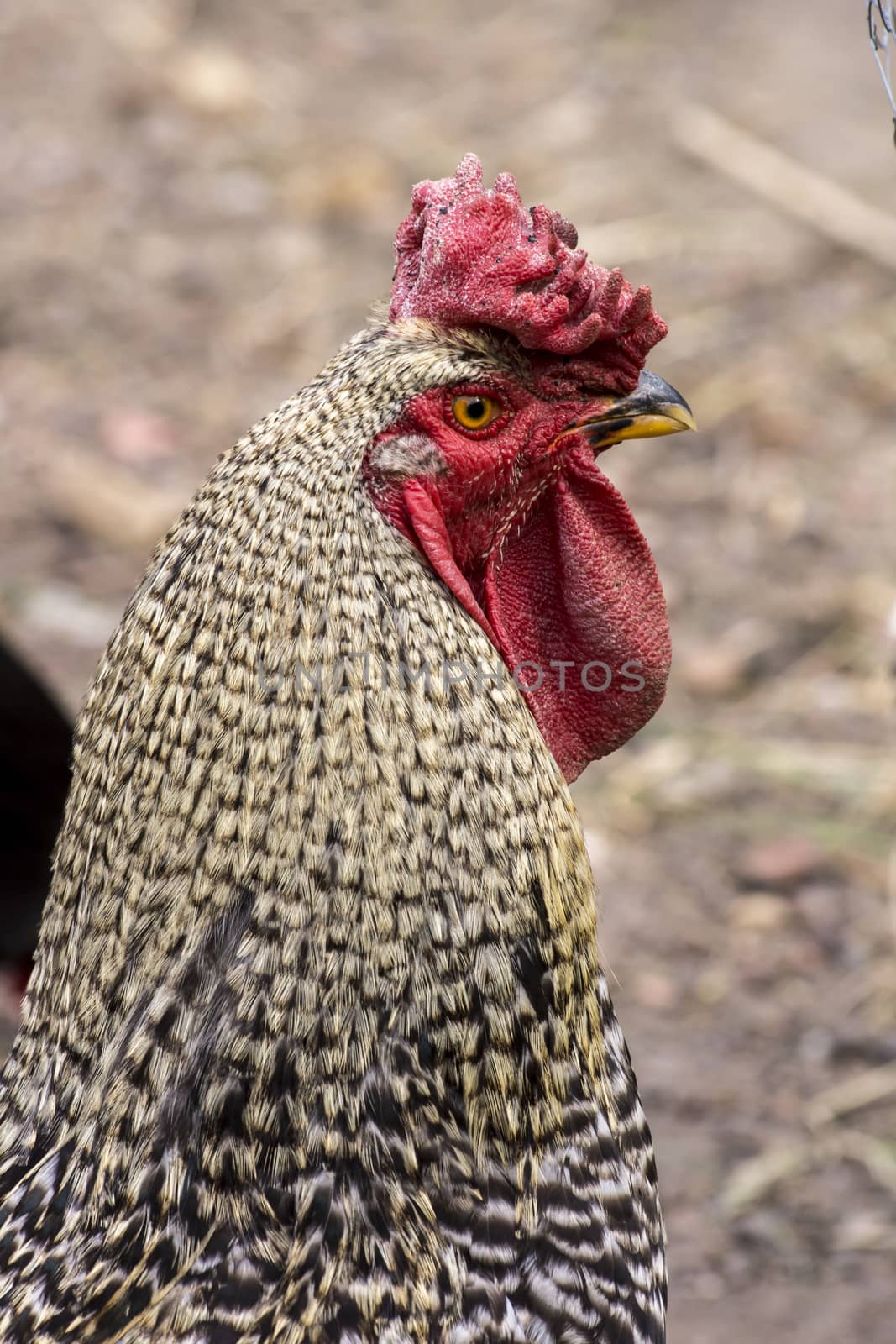  the big white cock ruler of the yard.