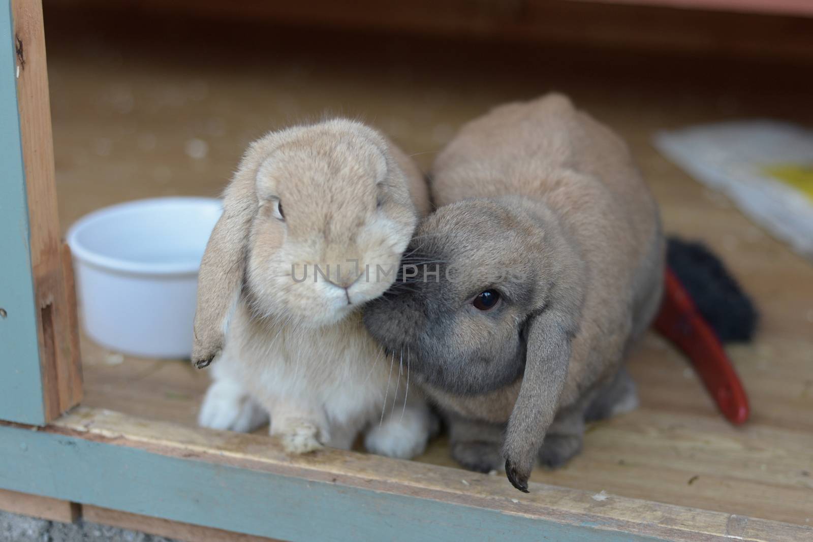 Netherlands dwarf lops pet rabbits give a nudge together, in a comforting and caring way as companions