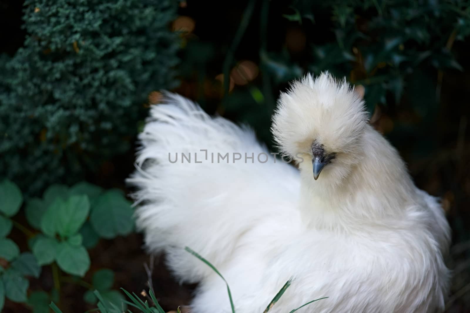 a pure bred silkie chicken amongst foliage in the shade