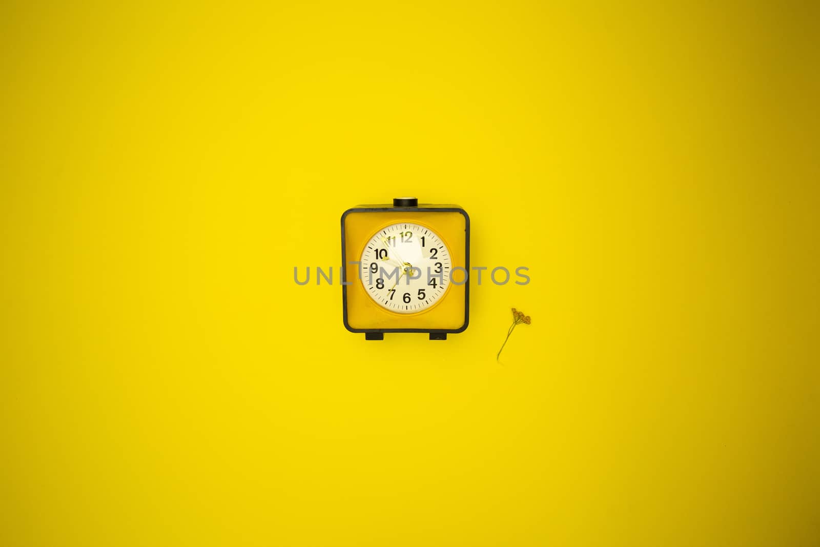 Yellow watch. Alarm clock and wild flower