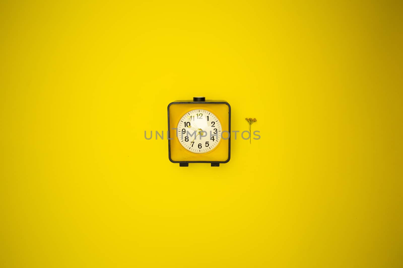 Yellow watch. Alarm clock and wild flower