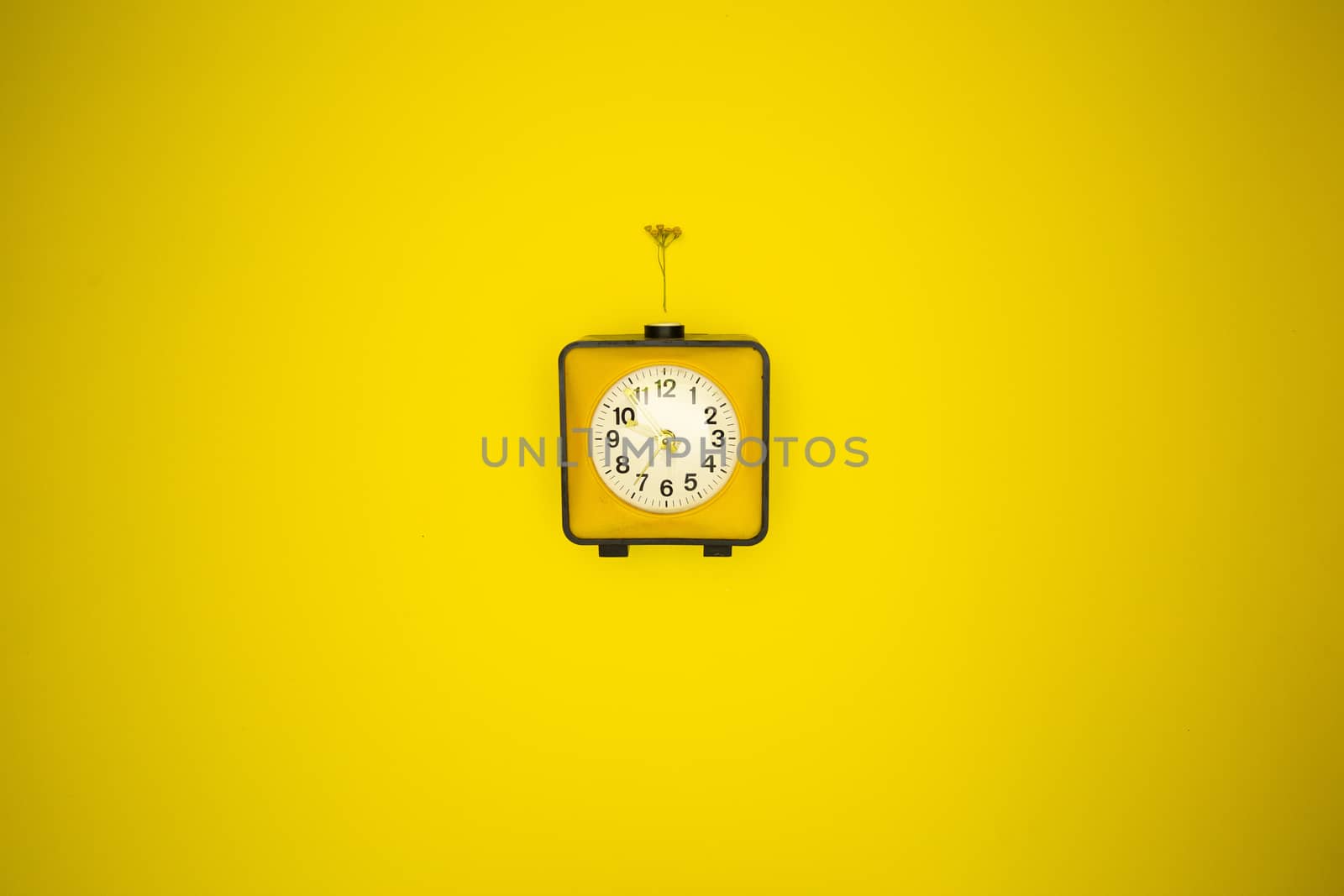 Yellow watch. Alarm clock and wild flower