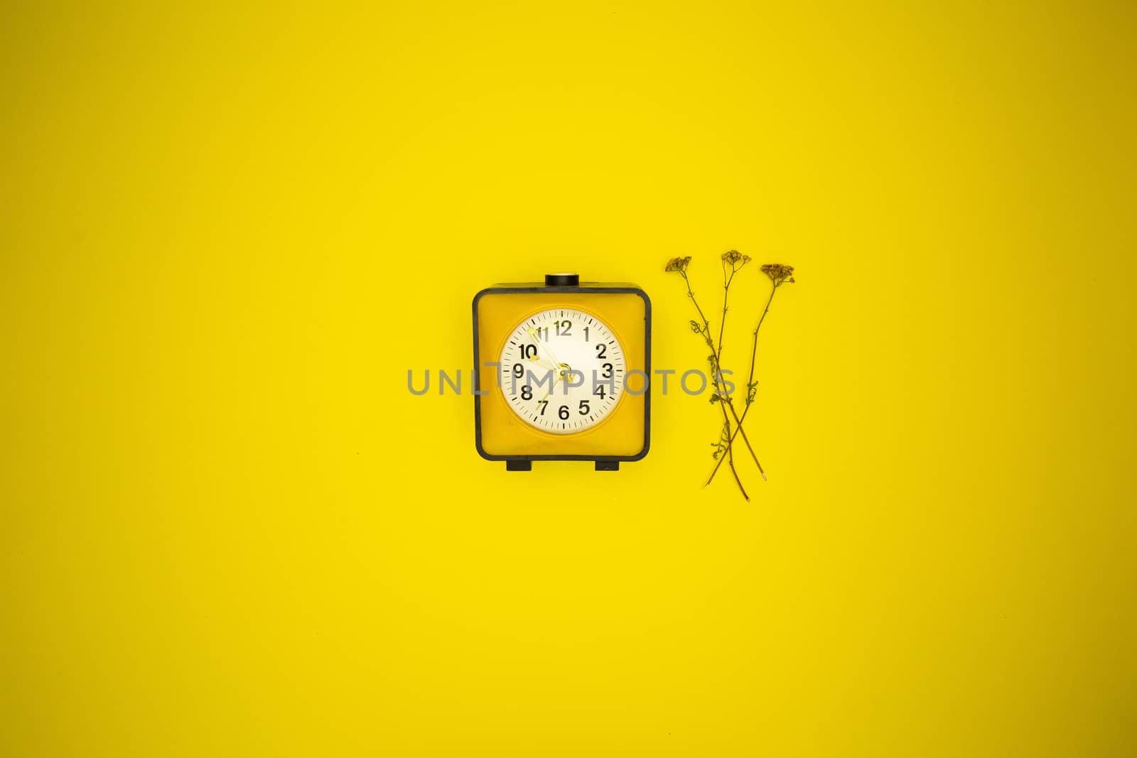 Yellow watch. Alarm clock and wild flower