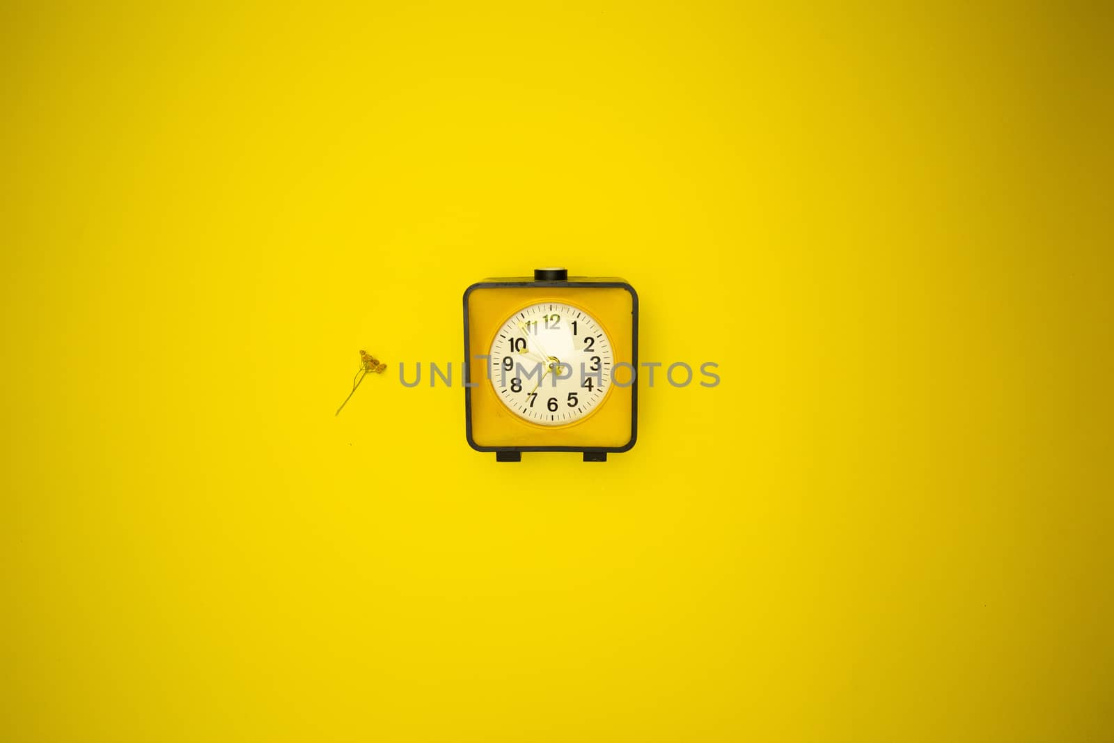 Yellow watch. Alarm clock and wild flower