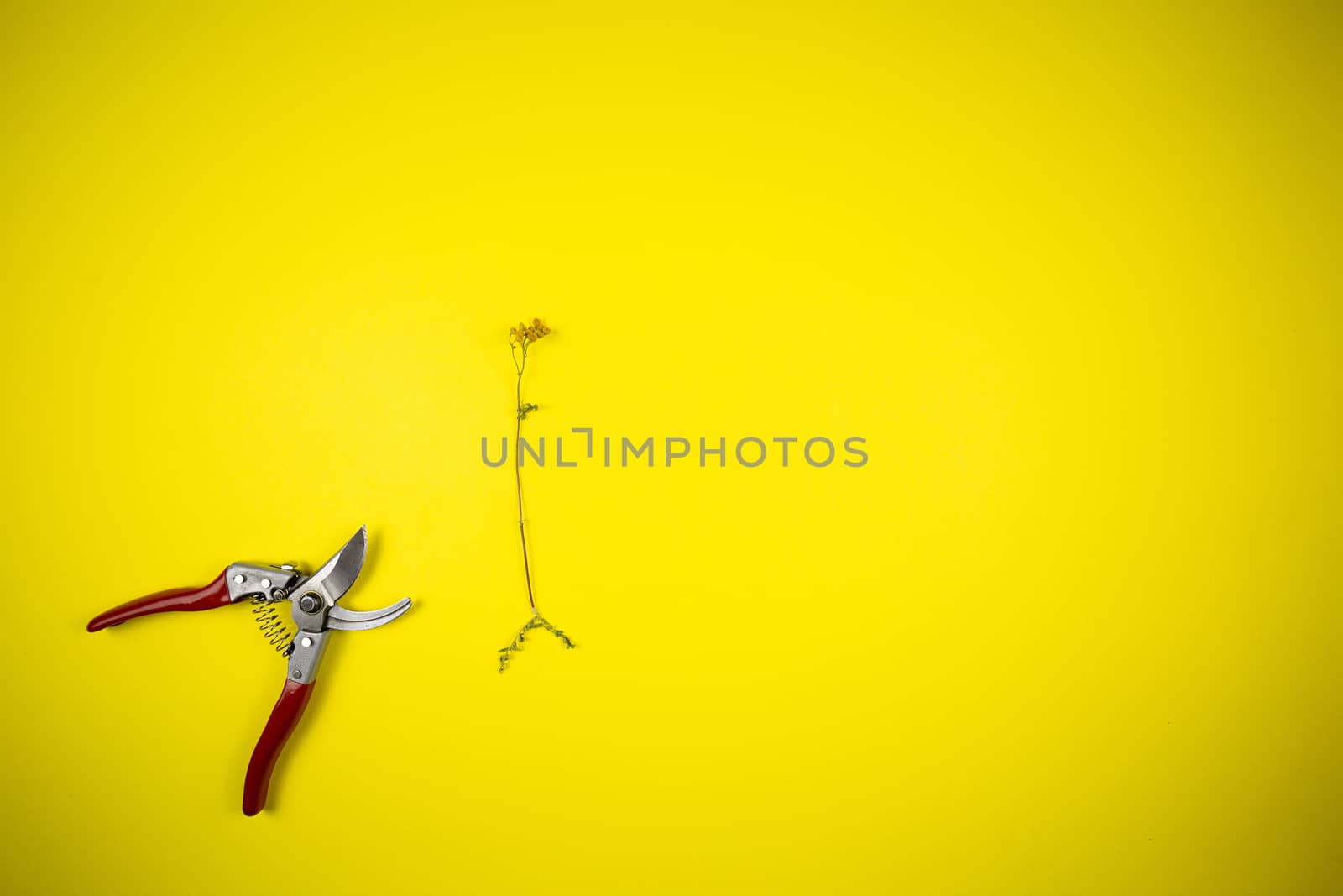 Garden pliers and wildflowers on a yellow background