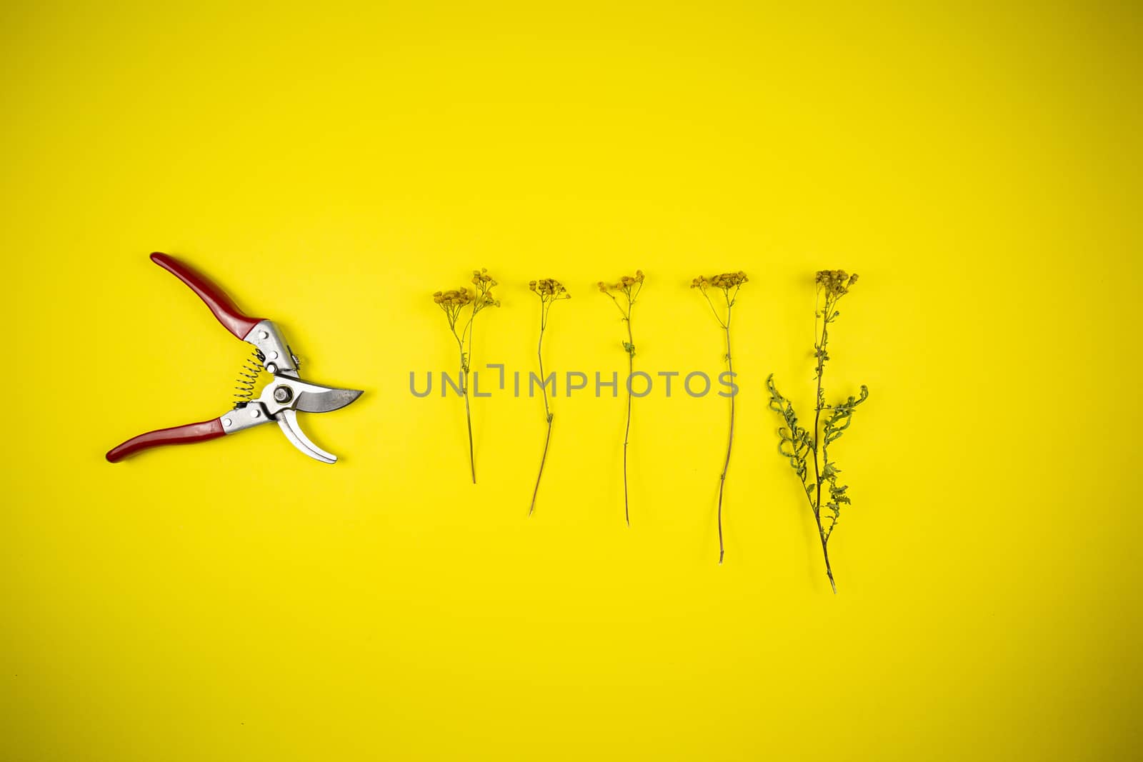 Garden pliers and wildflowers on a yellow background