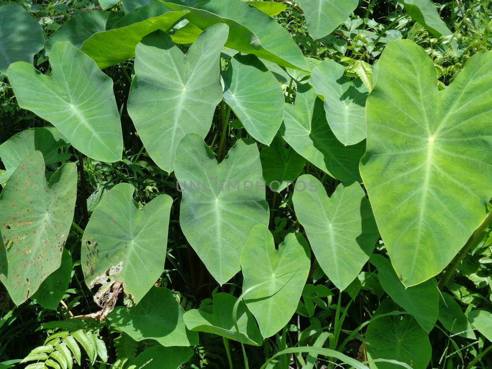 close up Taro leaves (Colocasia esculenta, talas) with natural background. Colocasia esculenta is a tropical plant grown primarily for its edible corms, a root vegetable most commonly known as taro.