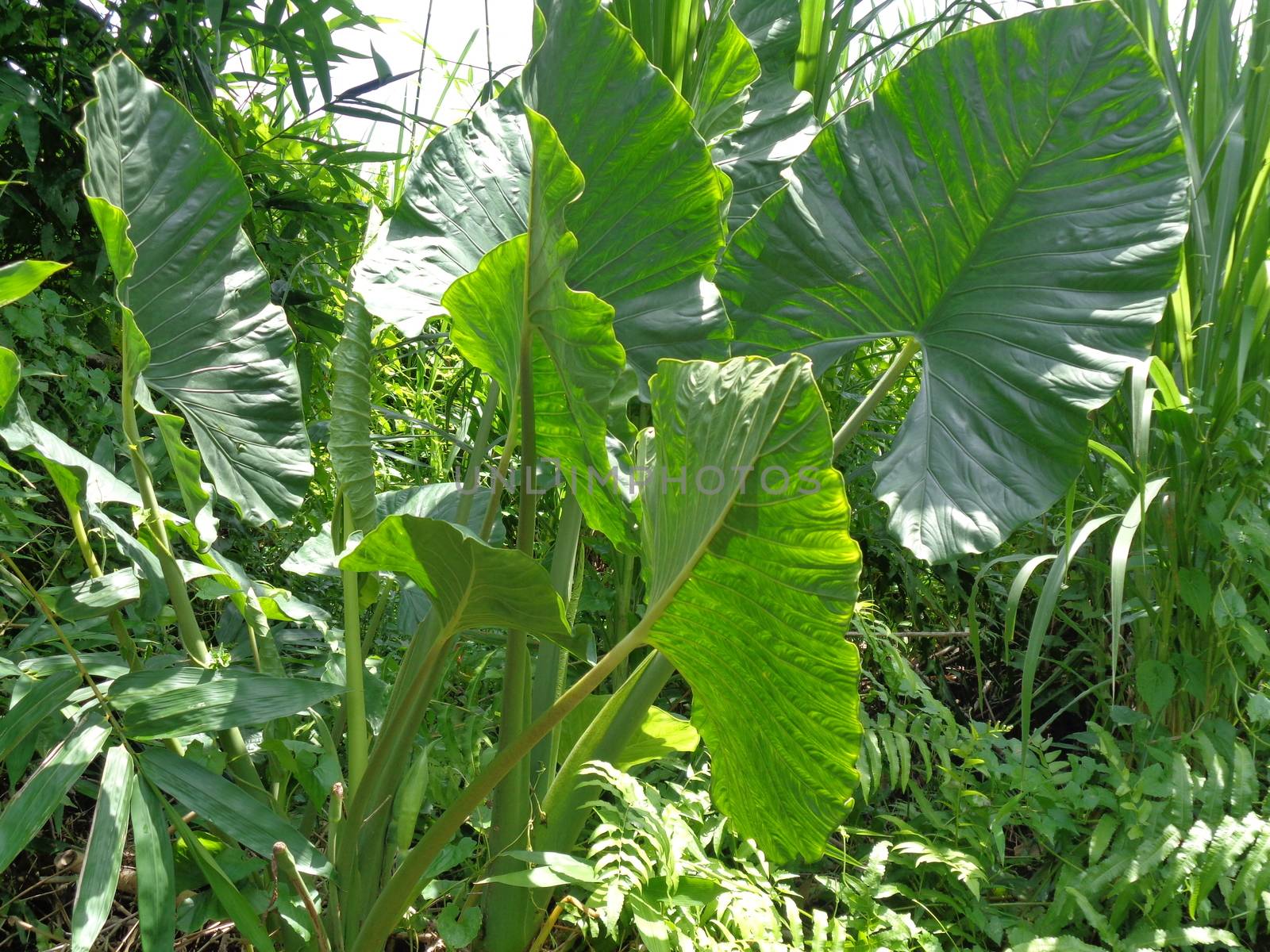 close up Taro leaves (Colocasia esculenta, talas) with natural background. Colocasia esculenta is a tropical plant grown primarily for its edible corms, a root vegetable most commonly known as taro.