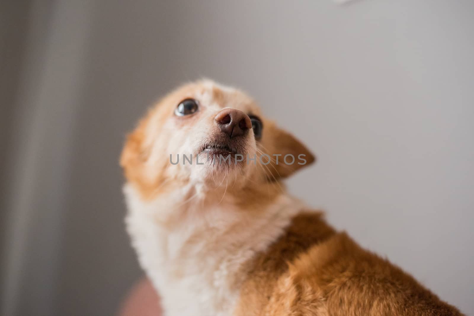 Little cute red-headed mongrel dog