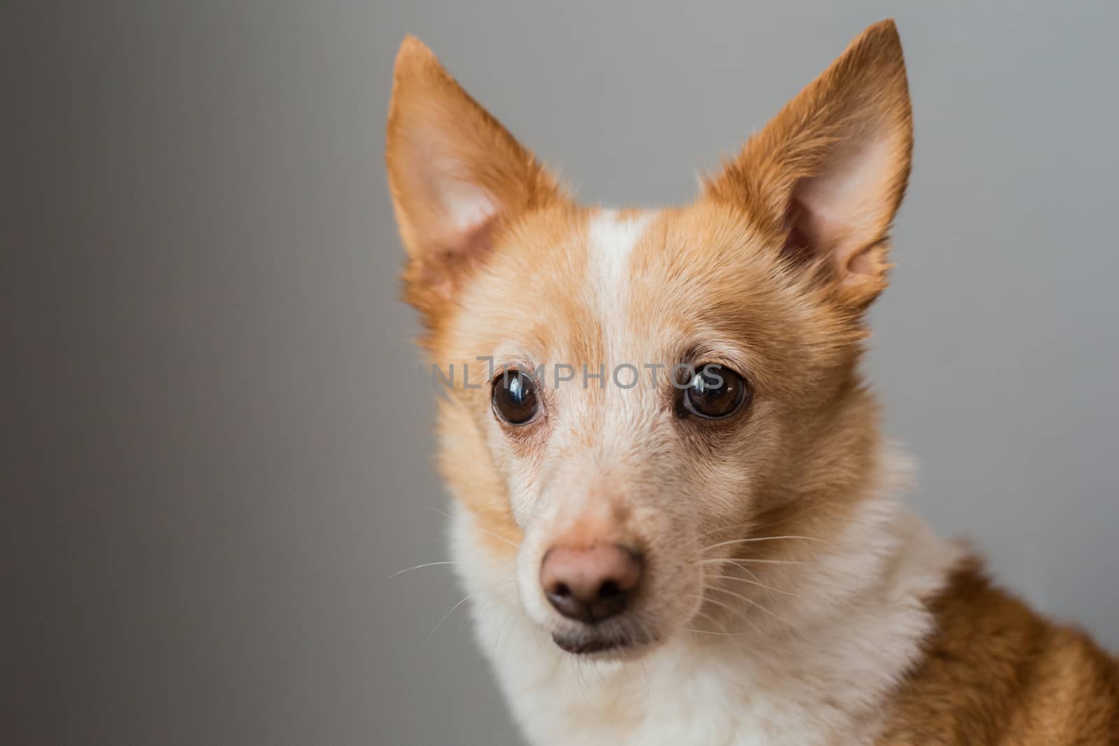 Little cute red-headed mongrel dog