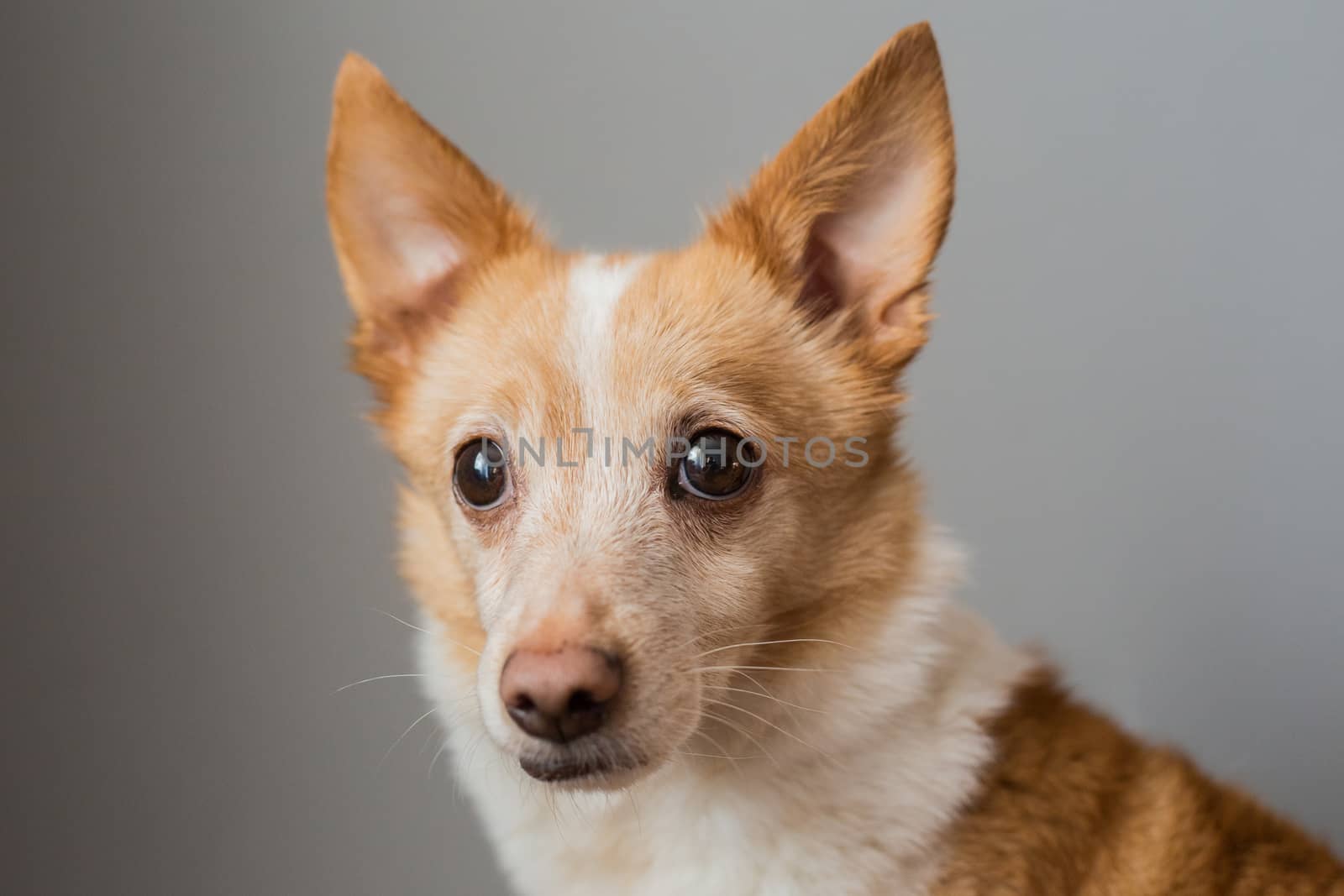 Little cute red-headed mongrel dog