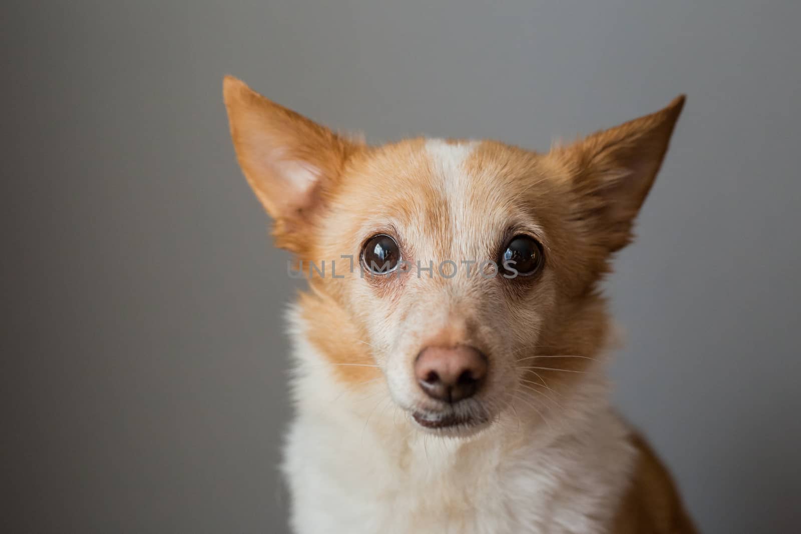 Little cute red-headed mongrel dog