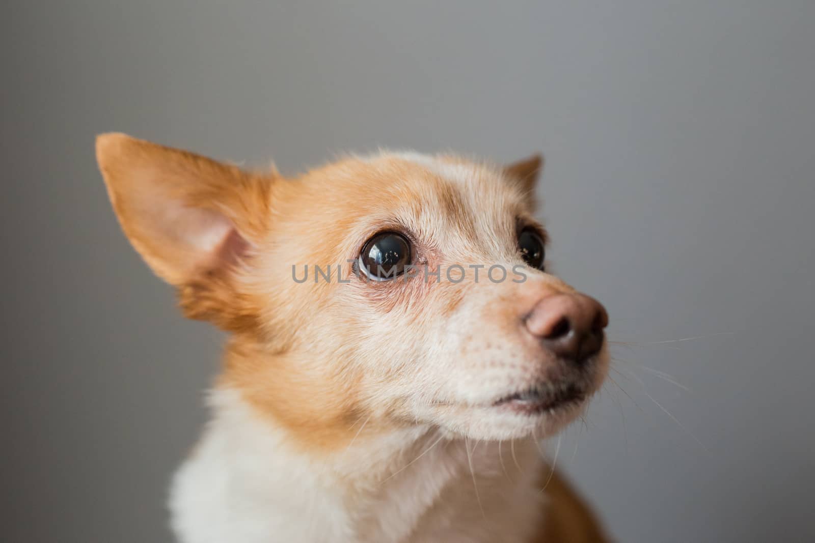 Little cute red-headed mongrel dog