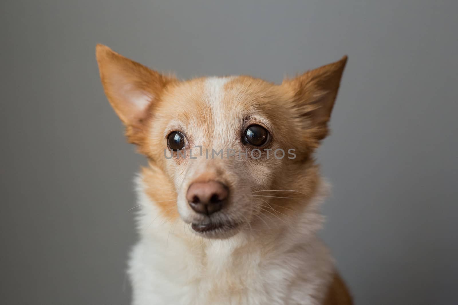 Little cute red-headed mongrel dog