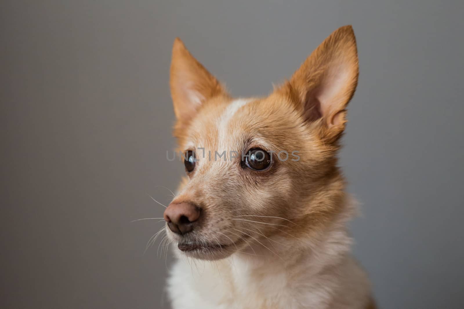 Little cute red-headed mongrel dog