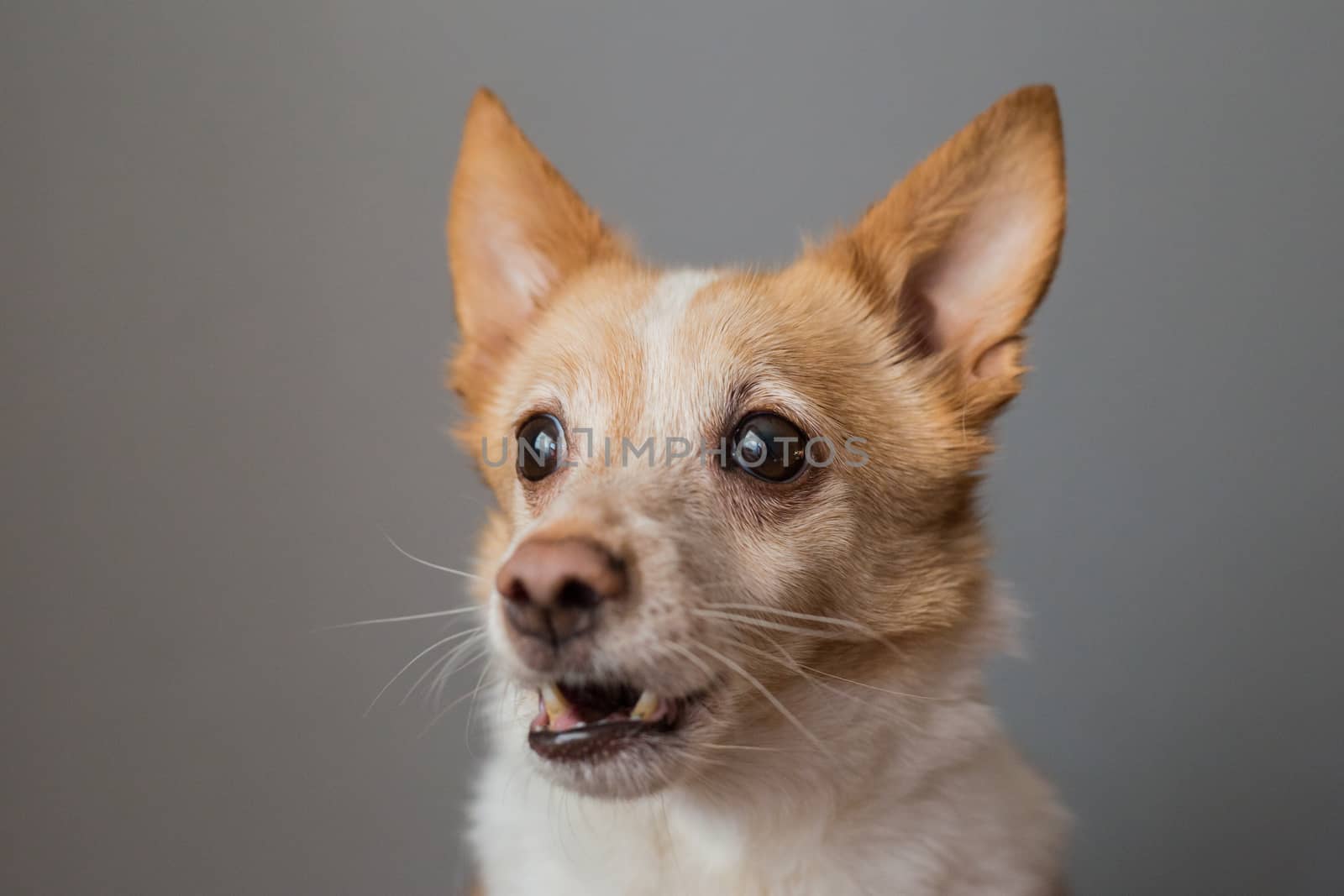 Little cute red-headed mongrel dog