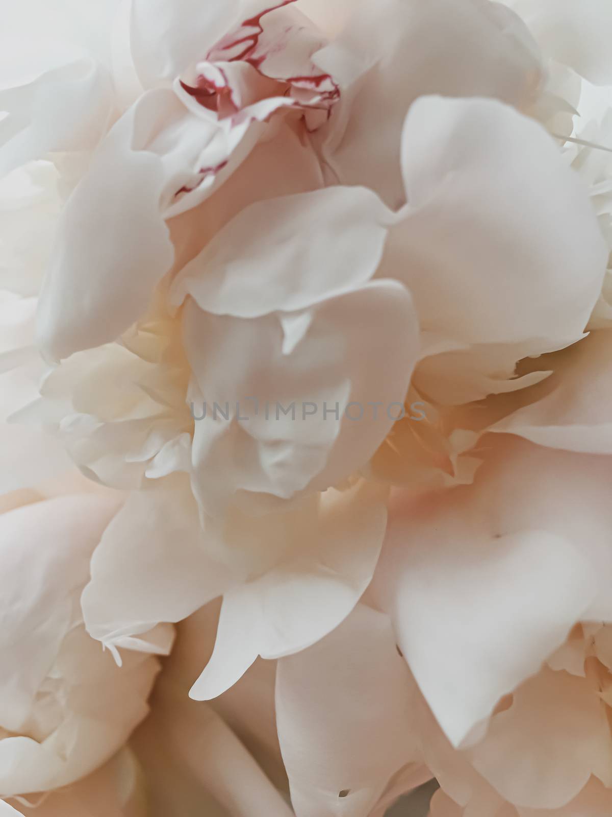 Beige peony flower as abstract floral background for holiday branding design