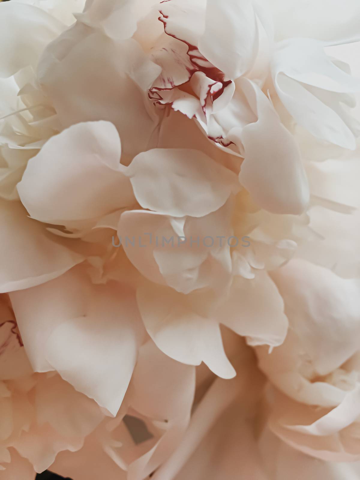 Beige peony flower as abstract floral background for holiday branding design