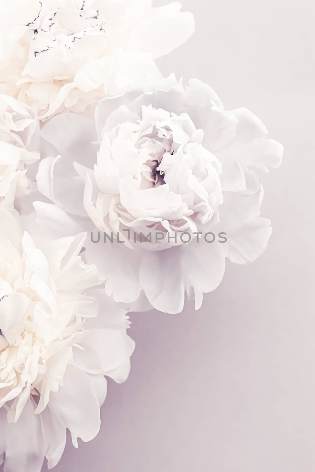 Blooming peony flowers as floral art on violet background, wedding decor and luxury branding by Anneleven