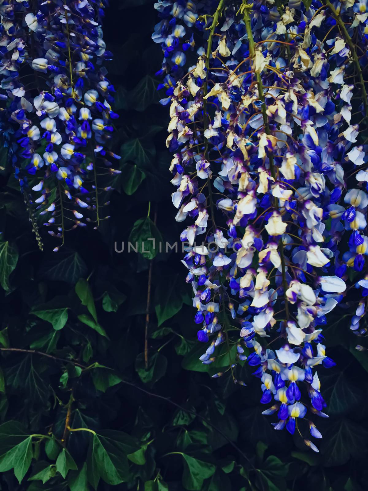 Blue wisteria flowers and leaves in botanical garden as floral background, nature and flowering by Anneleven