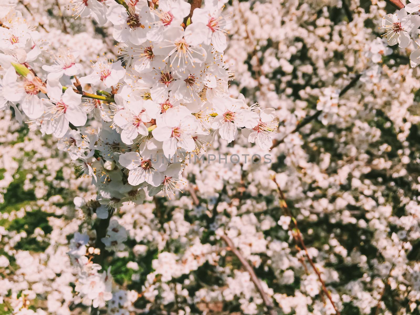 Blooming apple tree flowers in spring as floral background, nature and agriculture