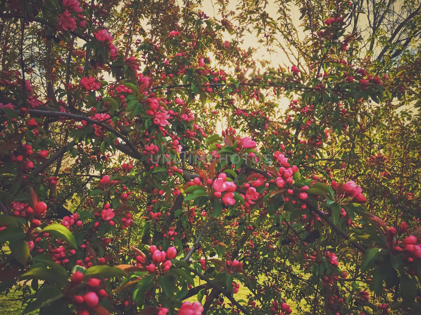 Red berries on tree at sunset in spring by Anneleven