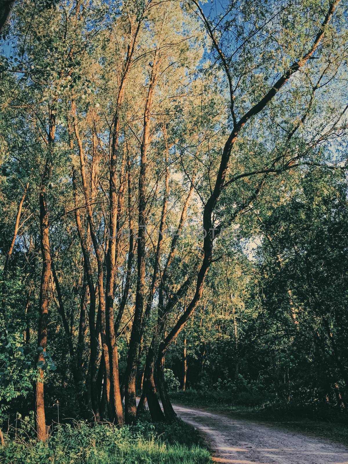 Mystery woods as wilderness landscape, amazing trees in green forest, nature and environment by Anneleven