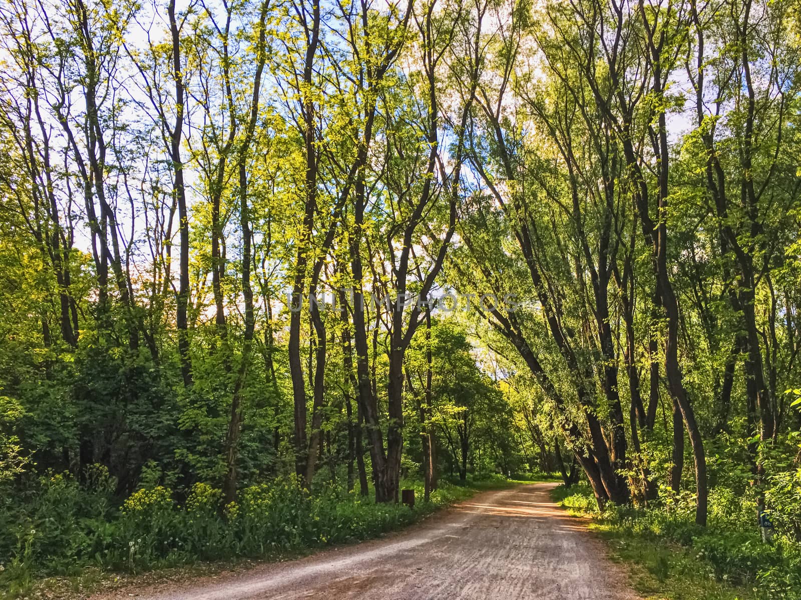 Countryside woods as rural landscape, amazing trees in green forest, nature and environment scenery