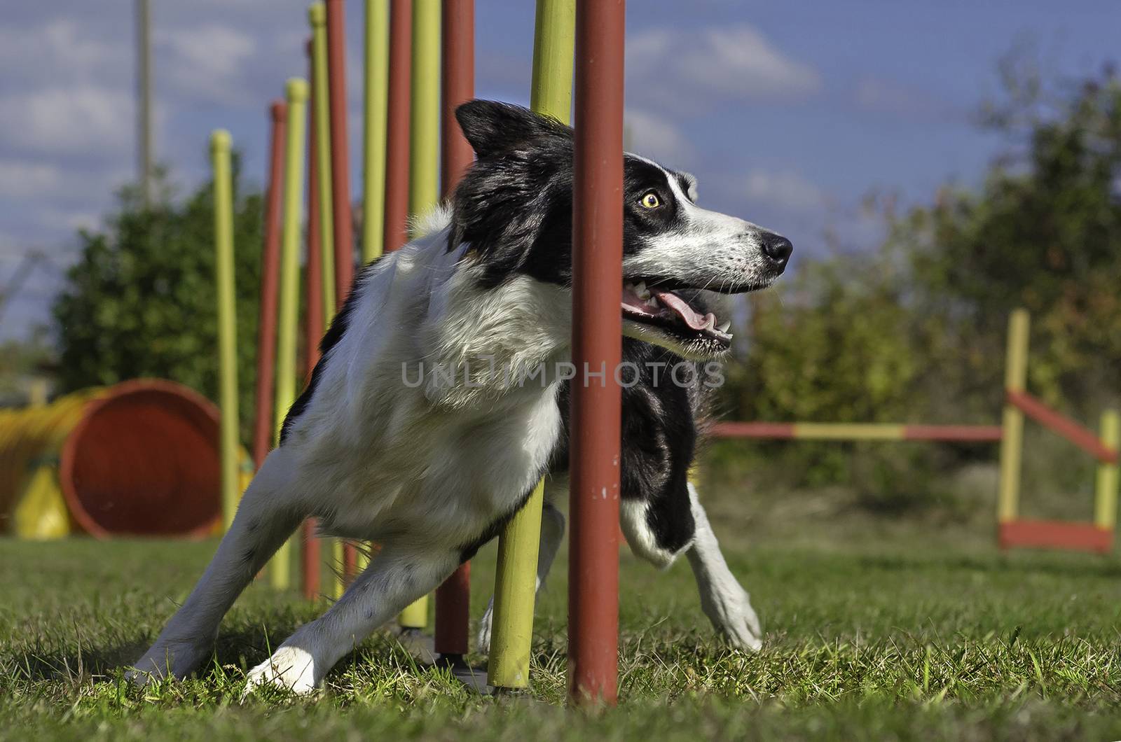 Dog agility slalom, sports competitions of dogs in the summer in