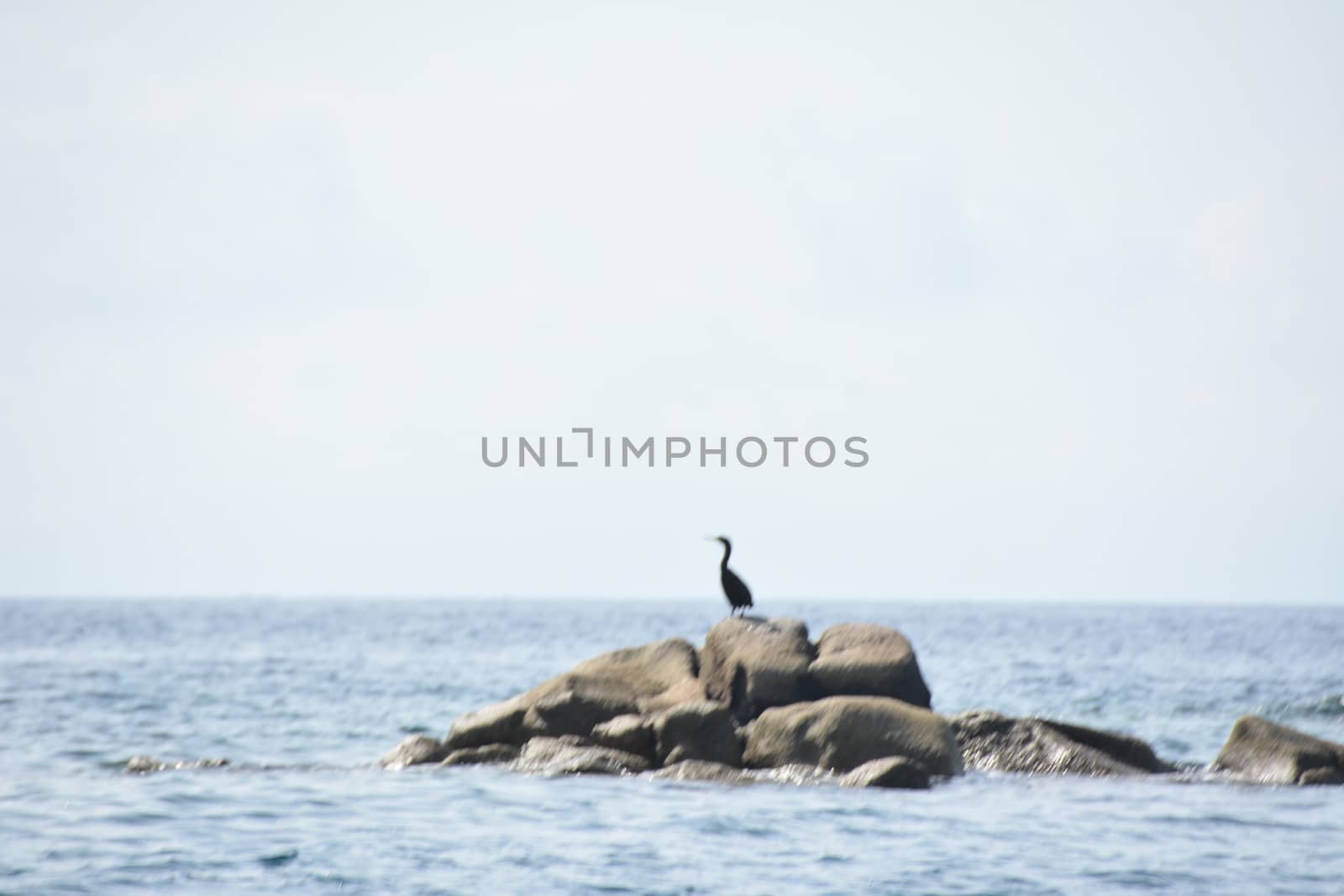 Heron on rocks in the sea Near Villasimius, Sardinia Italy