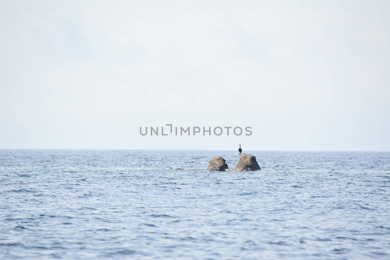 Heron on rocks in the sea Near Villasimius, Sardinia Italy